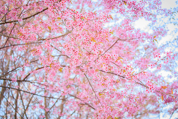 Obraz na płótnie Canvas Beautiful cherry blossom, Chiang Mai, Thailand