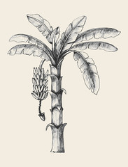 Banana Tree © rudall30