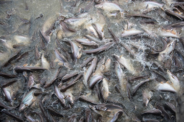 Feeding Frenzy of Fish (mostly catfish)