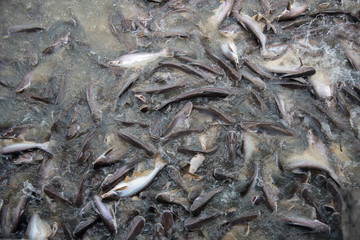Feeding Frenzy of Fish (mostly catfish)