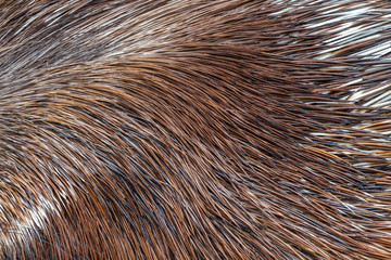 Pelo y púas de Puercoespín. Hystrix.
