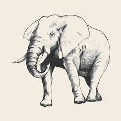 Elephant Sketch