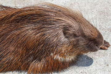 Puercoespín. Hystrix.
