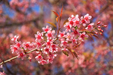 Beautiful cherry blossom, Chiang Mai, Thailand