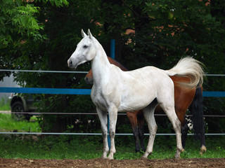Obraz na płótnie Canvas Polo pony in stud farm