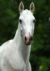 Obraz premium White polo pony in summer stud farm