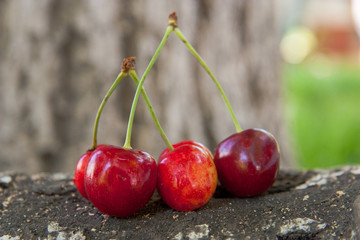 Fresh red cherry on birch logs