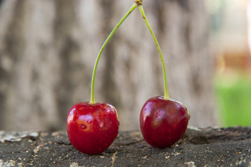 Fresh red cherry on birch logs