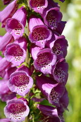 Macro of purple foxglove (Digitalis purpurea) © Christian Musat