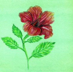 Painted Hibiscus