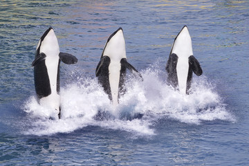 Obraz premium Killer whales jumping out of water