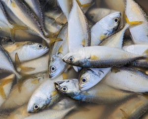 Fresh raw mackerel fish in market , Thailand