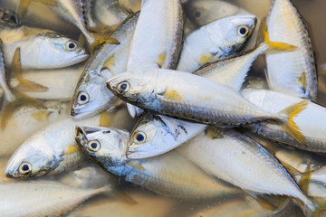 Fresh raw mackerel fish in market , Thailand