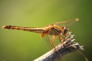 Dragonfly