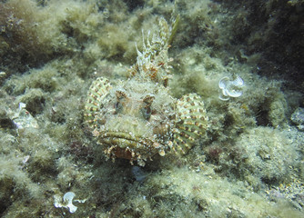 Scorfano