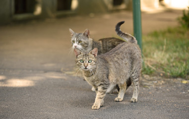 Cats on the street