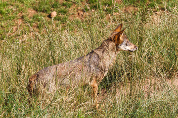Lobo Ib√©rico entre la vegetaci√≥n. Canis lupus signatus.