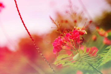 Flower background