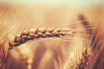 This is close up image of ripe wheat field swinging on wind. Image is contrasty, vignette was added. Image is cross processed, and has Instagram look