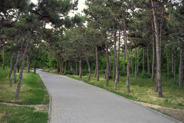 Fototapeta na wymiar The path in the coniferous park