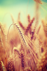 Close up image of ripe wheat field against blue sky. Complementary golden and blue colours are dominant. Image is cross processed, and has Instagram look