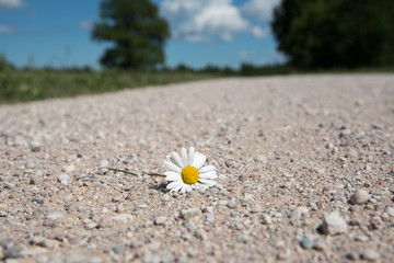 Fototapeta na wymiar Single flower on country road.