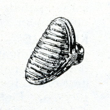 Curonian bronze ring (11-16 century)