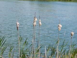 Камыш © maxxmaxx14