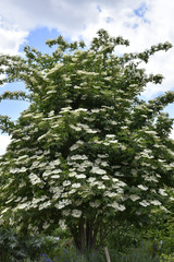 Fototapeta premium Sambucus nigra / Sureau noir