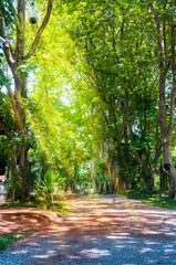 forest trail in Changrai,Thailand