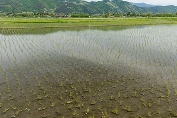 春の水田