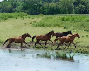 pferde auf der wiese im galopp