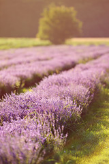 Obraz premium Lone tree and lavender field in the evening