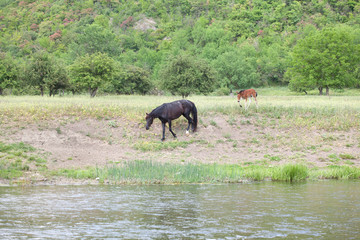Fototapeta na wymiar horses going to the river