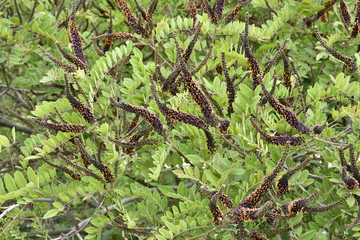Amorpha canescens / Faux indigo