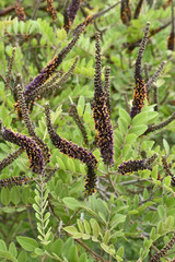 Amorpha canescens / Faux indigo