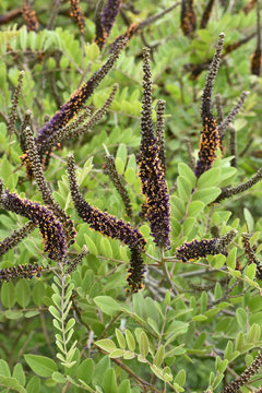 Amorpha canescens / Faux indigo
