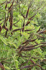 Fototapeta premium Amorpha canescens / Faux indigo