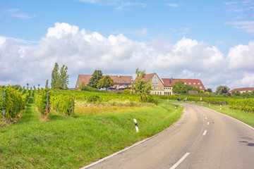 Fototapeta na wymiar Deutsche Weinstrasse