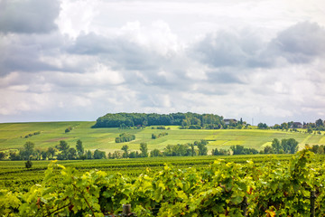 Fototapeta na wymiar Grapevine in the vineyards