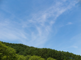 新緑と青空