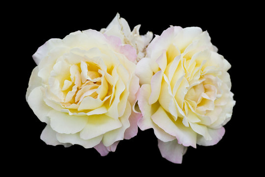 White and pink roses