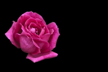 Pink rose
