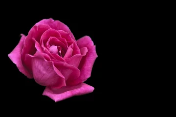 Poster de jardin Roses Pink rose