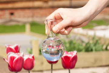 tulips and bulb with liquid fertilizer