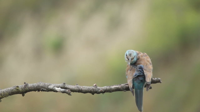 Couple of European rollers perching on a branch in front of the nest. Rare birds European rollers sitting on a branch, sunset light and blur green yellow background, Coracias garulus.
