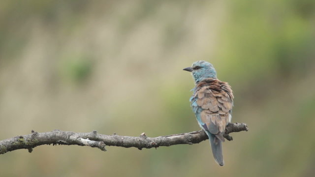 Couple of European rollers perching on a branch in front of the nest. Rare birds European rollers sitting on a branch, sunset light and blur green yellow background, Coracias garulus.