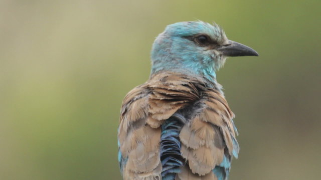 Couple of European rollers perching on a branch in front of the nest. Rare birds European rollers sitting on a branch, sunset light and blur green yellow background, Coracias garulus.