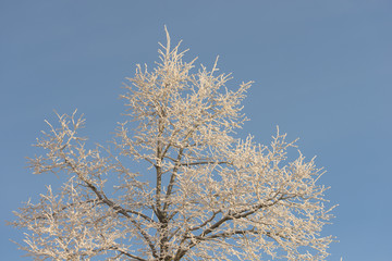 Tree with frost and blue sky