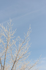 Tree with frost and blue sky